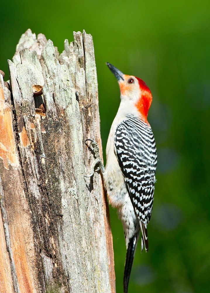 Florida-Immokalee-Midney Home-Red-bellied Woodpecker Feeding on Stump